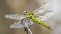 Green dragonfly with iridescent wings perched on branch against soft blurred background. Nature wildlife insect macro photography for educational content.