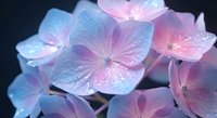 Delicate hydrangea flowers with soft pink and blue petals featuring intricate vein patterns and water droplets on dark background for floral design projects.