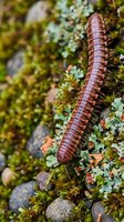 Brown millipede crawling through moss and lichen covered forest floor in natural woodland habitat during autumn season.