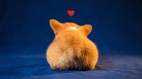 Adorable orange fluffy rabbit bunny from behind with red heart symbol above on blue background for Valentine's Day greeting cards and romantic designs.