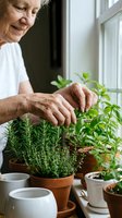 Senior Caucasian woman tending to herb garden on windowsill, caring for rosemary and basil plants in terracotta pots at home for cooking and wellness.