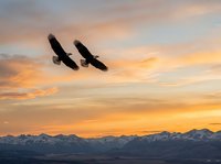 Two eagles soaring together against golden sunset sky with snow-capped mountains below, symbolizing freedom, partnership, and wildlife in natural habitat.