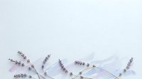 Dried lavender sprigs with purple ribbon on white background for aromatherapy, spa treatments, wedding decorations and craft projects.