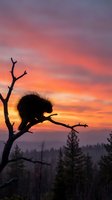 Porcupine silhouette on bare tree branch against dramatic sunset sky with pink orange clouds over forest landscape creating wildlife nature scene.