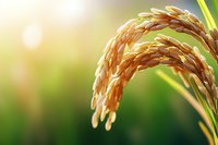Mature rice grain head bending under weight with soft green blurred background, suitable for agriculture, farming, harvest, and food production concepts.