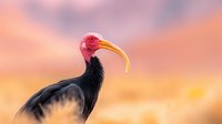 Southern bald ibis with distinctive red head and curved yellow beak against blurred orange sunset background, side view portrait of wild bird in natural habitat.