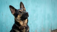German Shepherd dog portrait with alert expression against turquoise blue background, loyal canine companion looking up with attentive gaze for pet photography.
