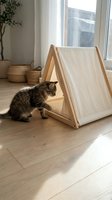 Tabby kitten exploring wooden tent-style cat bed with cream canvas in bright sunlit room with potted plants and large windows.