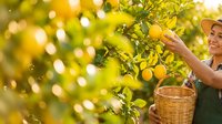 Farmer in straw hat harvesting fresh lemons from tree with wicker basket, agricultural work in sunny orchard environment.