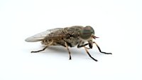 Robber fly isolated on white background, side view of predatory insect with large compound eyes and elongated body for design and educational use.