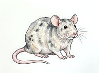 Chinchilla rodent with spotted gray fur and pink ears isolated on white background, suitable for educational materials, children's books, wildlife illustrations, and design projects.