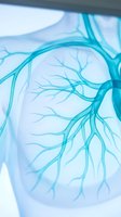 Medical anatomical model showing detailed cardiovascular system with branching blood vessels in turquoise blue for healthcare education and training purposes.