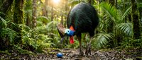 Large flightless cassowary bird with colorful head casque walking through lush tropical rainforest with bright sunlight filtering through green ferns and foliage.