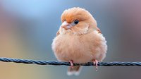 Adorable fluffy baby bird chick perched on wire rope with soft bokeh background. Cute young songbird with orange feathers sitting alone outdoors.