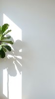 Green plant with lush foliage casting dramatic shadow on white wall in natural sunlight, minimalist interior design element for home decor and wellness concepts.