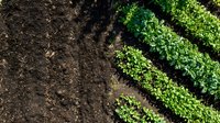 Aerial view of organized crop rows with fresh green plants growing in dark fertile soil, suitable for agriculture, farming, and environmental content.