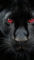 Black panther portrait with striking red eyes and detailed whiskers against dark background for wildlife and fantasy themed designs.