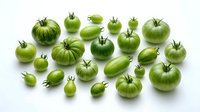 Green tomatoes isolated on white background, unripe fruit for cooking, canning, and culinary design projects.