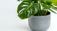 Monstera deliciosa plant with large green split leaves in modern gray ceramic pot against white background, minimal home decor styling for interior design.
