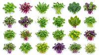Fresh microgreens and sprout varieties isolated on white background, ready for culinary, nutritional, and design applications.
