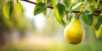 Fresh ripe yellow pear hanging on tree branch with green leaves in orchard garden. Natural organic fruit growing in sunlight.