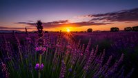 Lavender field at sunset with purple flowers blooming in foreground and golden sun rays breaking through dramatic clouds over rural countryside landscape.