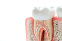 Anatomical cross section of molar tooth showing internal structure, root canal, nerve endings, and dental pulp on white background for dental education.
