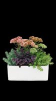 Potted flowering plant arrangement with pink sedum, purple foliage, and green ferns in white container, isolated on transparent background ready for design use on t-shirts, stickers, and print-on-demand products.