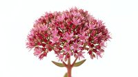 Pink flowering succulent plant with dense clustered blooms isolated on white background, suitable for botanical designs, gardening content, and decorative applications.
