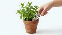 Fresh mint plant in a terracotta pot with a hand placing a label tag using tweezers, isolated on white background.