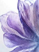Purple translucent flower petals with delicate texture and water droplets on white background for botanical design projects and nature artwork.