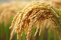 Golden ripe rice panicles bending with weight of grains against soft blurred background, macro view showing detailed texture of cereal crop in warm sunlight.