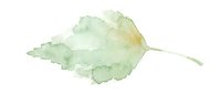 Watercolor painted green leaf with soft yellow undertones, isolated on white background, suitable for botanical designs, nature-themed projects, and decorative applications.
