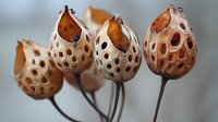 Dried lotus seed pods with natural holes and stems arranged in artistic composition for botanical decoration and craft projects.