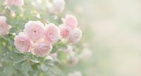 Soft pink roses blooming in garden with dreamy bokeh background for romantic wedding invitations and feminine decor projects.
