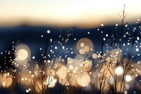 Dreamy winter meadow silhouettes against blurred bokeh lights at dusk, creating magical nature atmosphere with delicate grass stems and glowing orbs in soft focus.