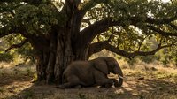 African elephant resting under large baobab tree in golden savanna light during wildlife safari adventure in natural habitat.