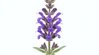 Purple self-heal flower with green leaves isolated on white background, suitable for botanical illustrations, herbal medicine designs, and wellness product packaging.