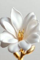 Pure white magnolia blossom with golden stamen and stem against light background, elegant macro photography showing delicate petal texture and soft shadows.