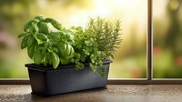Fresh herbs growing in black container on windowsill with natural sunlight, including basil, parsley, and rosemary for home cooking.