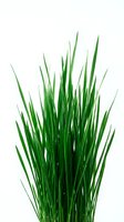 Isolated green ornamental grass with long, slender blades on white background, ready for design projects, web graphics, and botanical illustrations.