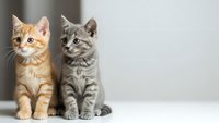 Two adorable tabby kittens sitting together on white background, orange and gray striped cats, domestic pets, feline companions for veterinary and pet care.