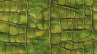 Green crocodile skin pattern with detailed scales and natural texture showing intricate reptilian surface structure in bright emerald tones for fashion design.