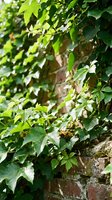 Lush green ivy climbing and covering old brick wall creating natural organic texture for garden landscaping and architectural design projects.