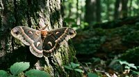 Large cecropia moth with brown wings and white markings resting on moss-covered tree bark in natural forest habitat for nature photography and wildlife content.