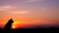 Cat silhouette sitting peacefully against vibrant sunset sky with warm orange and purple colors creating serene outdoor scene for relaxation themes.