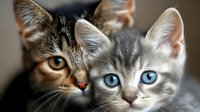Adorable tabby and gray kittens with striking blue and amber eyes in close-up portrait, showcasing feline companionship and different coat patterns.