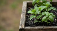Young mint plants growing in wooden raised garden bed with moist soil, suitable for gardening, agriculture, and culinary herb cultivation projects.