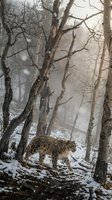 Snow leopard walking through snowy forest during winter snowfall among bare trees in natural mountain habitat for wildlife conservation and nature photography.