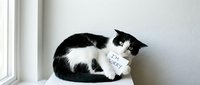 Black and white cat holding adoption paper on windowsill in bright modern home interior. Pet rescue and animal shelter concept for loving families.
